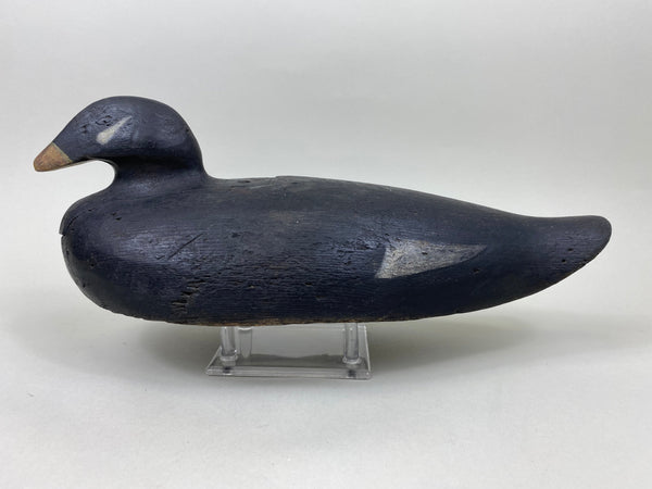 Unknown Scoter, Circa 1910's (#7090)