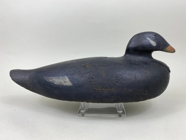 Unknown Scoter, Circa 1910's (#7090)