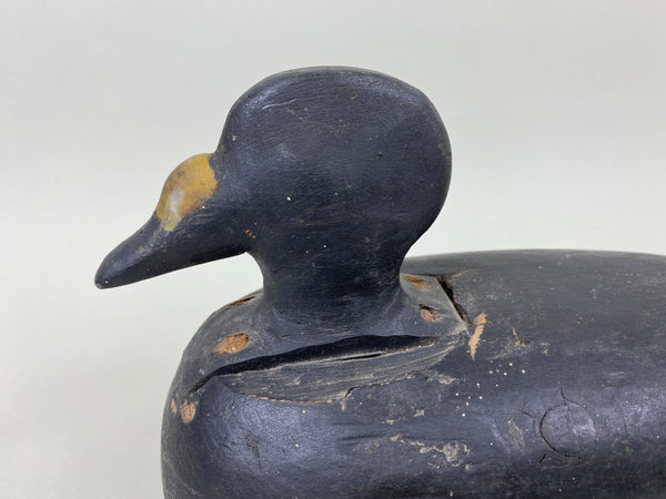 Maine Scoter Circa 1920's (#7095)