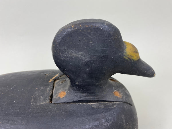 Maine Scoter Circa 1920's (#7095)