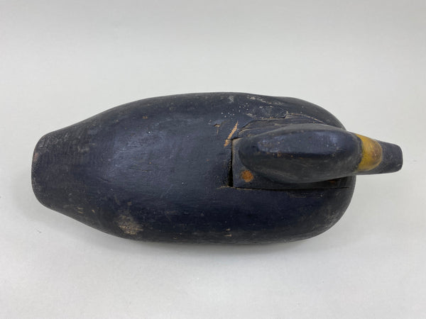 Maine Scoter Circa 1920's (#7095)