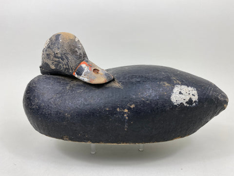 East Coast Preening Scoter (#7108)