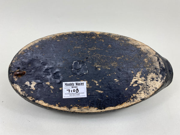 East Coast Preening Scoter (#7108)