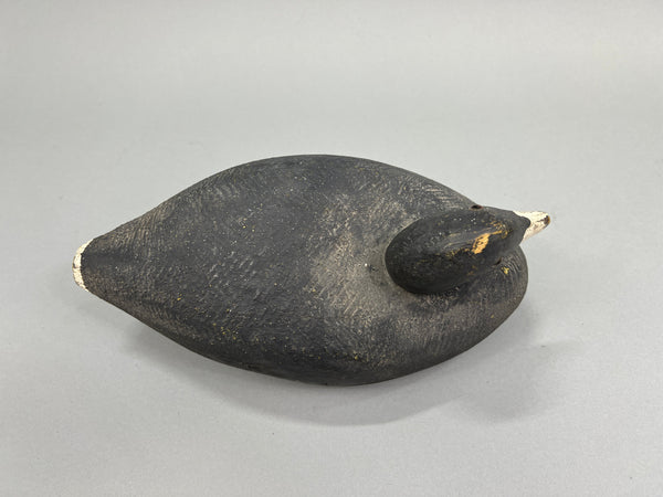 Herters Santa Marta Coot  (#1376)