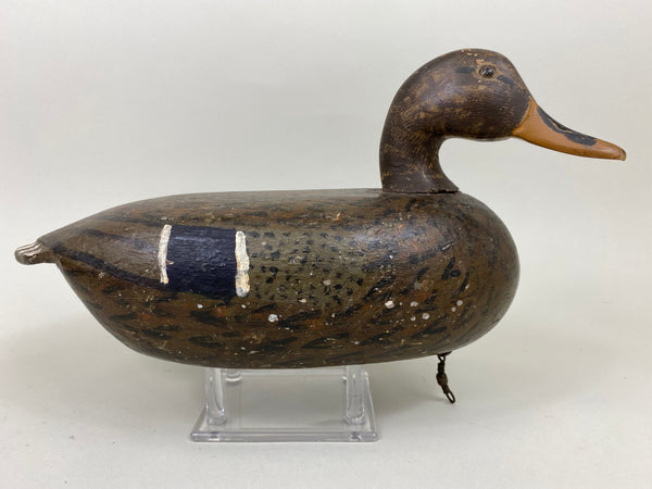 Unknown Illinois River Mallard Hen (#7126)