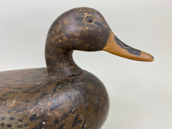 Unknown Illinois River Mallard Hen (#7126)