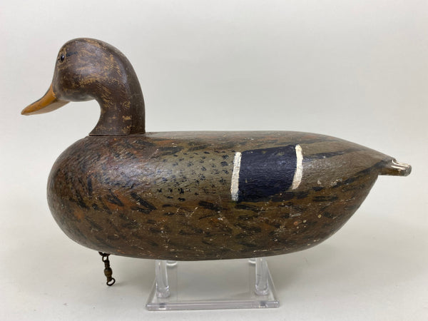 Unknown Illinois River Mallard Hen (#7126)