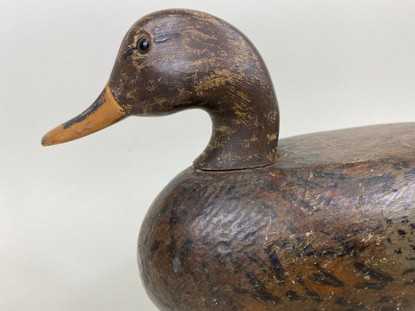 Unknown Illinois River Mallard Hen (#7126)