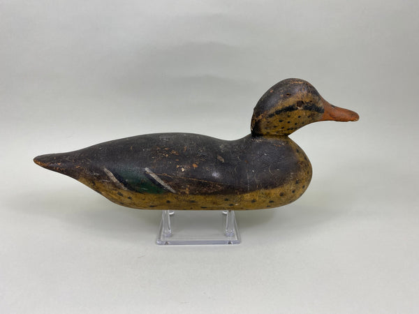 Rare Mason Mallard Hen Tack-Eye (#7129)