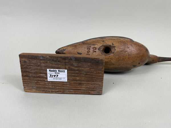 Unknown Curlew (#7147)