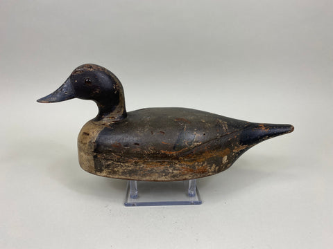 Unknown Undersized Pintail Drake, Circa 1920's (#7150)