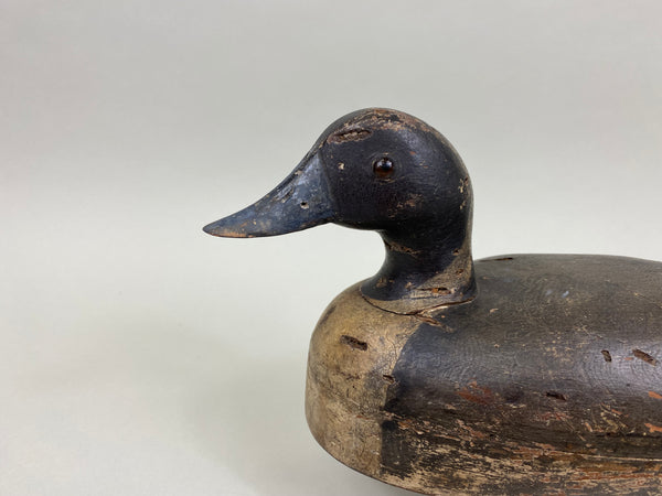Unknown Undersized Pintail Drake, Circa 1920's (#7150)