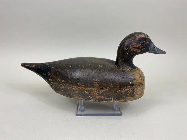 Unknown Undersized Pintail Drake, Circa 1920's (#7150)