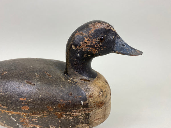 Unknown Undersized Pintail Drake, Circa 1920's (#7150)