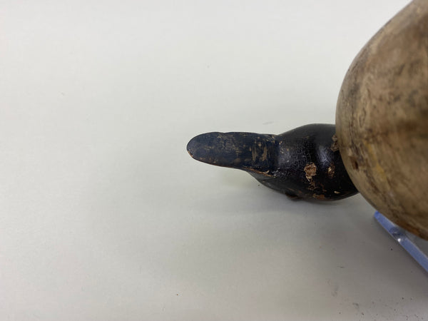 Unknown Undersized Pintail Drake, Circa 1920's (#7150)