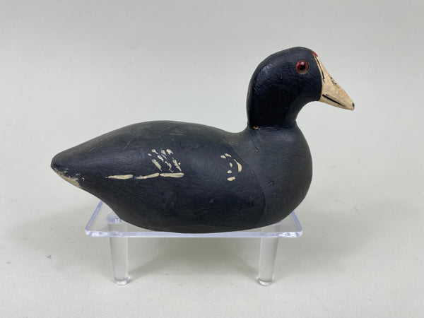 Miniature Coot by Paul Doering (#7180)