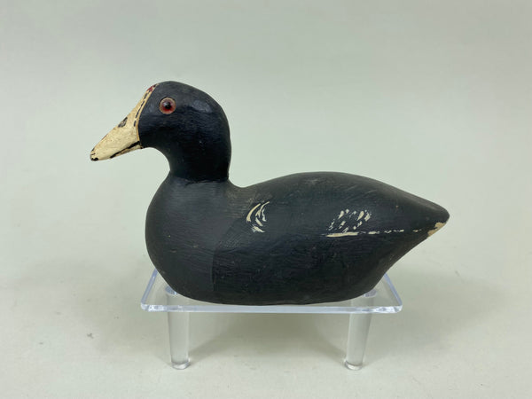 Miniature Coot by Paul Doering (#7180)