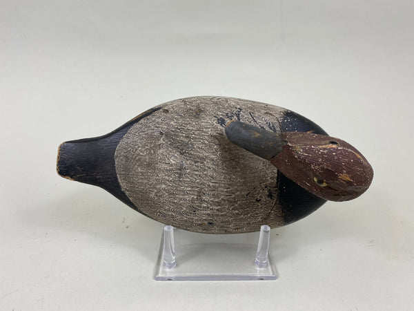 Unknown Wisconsin Redhead Preener, Circa 1930's (#7193)