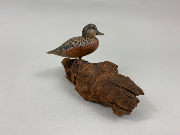 Miniature Wigeon Hen standing on Driftwood (#7230)