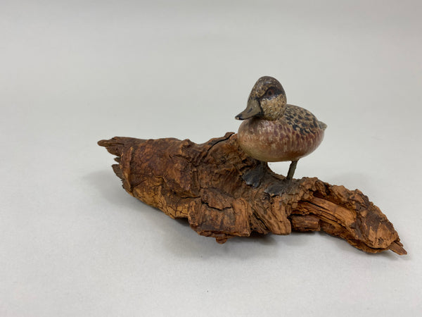 Miniature Wigeon Hen standing on Driftwood (#7230)