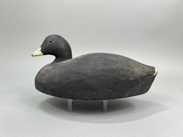 Herters Santa Marta Coot  (#1376)