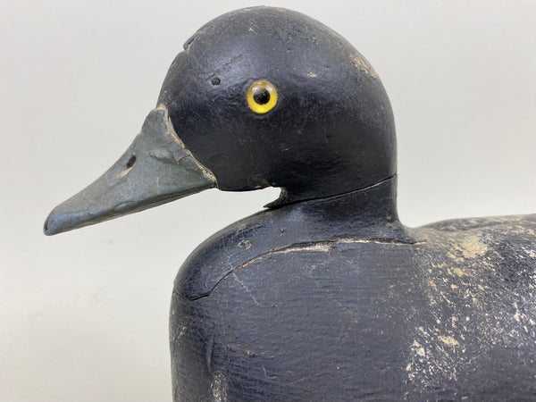 Nate Quillen Blue Bill Drake (#7240)