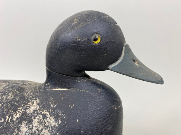 Nate Quillen Blue Bill Drake (#7240)