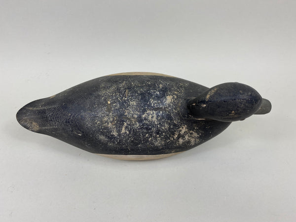 Nate Quillen Blue Bill Drake (#7240)