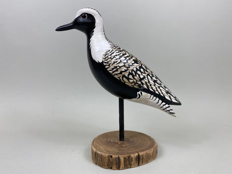 Anthony Hillman Black Bellied Plover Spring Plumage (#7255)