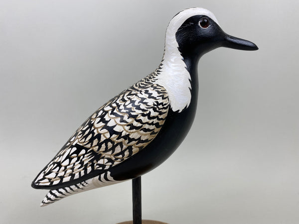Anthony Hillman Black Bellied Plover Spring Plumage (#7255)