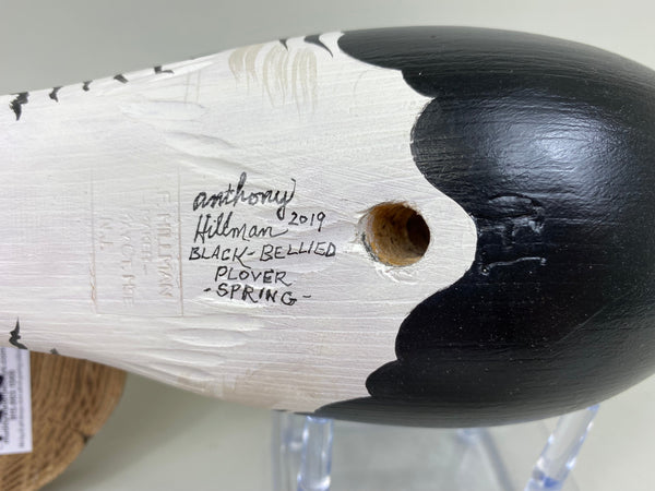 Anthony Hillman Black Bellied Plover Spring Plumage (#7255)