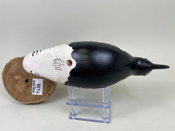 Anthony Hillman Black Bellied Plover Spring Plumage (#7255)