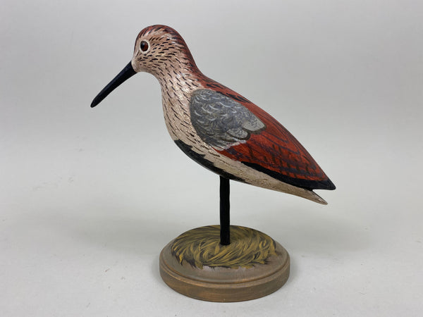 Anthony Hillman Dunlin, Spring Plumage (#7256)