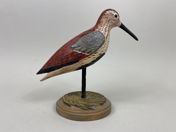 Anthony Hillman Dunlin, Spring Plumage (#7256)