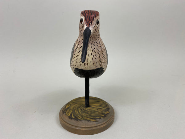 Anthony Hillman Dunlin, Spring Plumage (#7256)