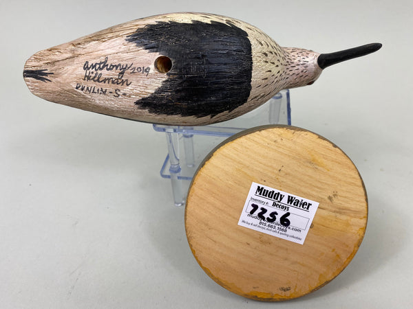 Anthony Hillman Dunlin, Spring Plumage (#7256)