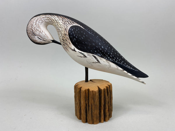 Anthony Hillman Preening Yellow Legs Shorebird (#7257)