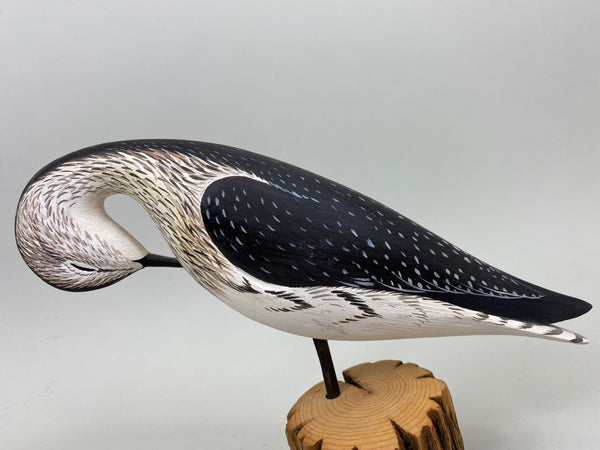 Anthony Hillman Preening Yellow Legs Shorebird (#7257)