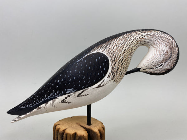 Anthony Hillman Preening Yellow Legs Shorebird (#7257)