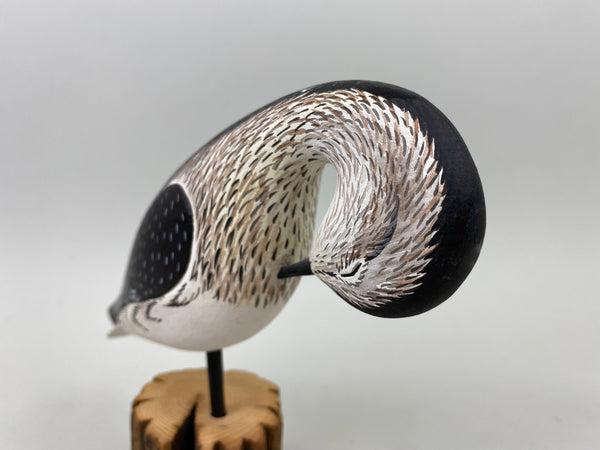 Anthony Hillman Preening Yellow Legs Shorebird (#7257)