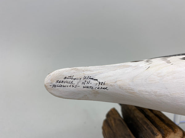 Anthony Hillman Preening Yellow Legs Shorebird (#7257)