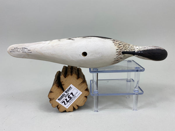 Anthony Hillman Preening Yellow Legs Shorebird (#7257)