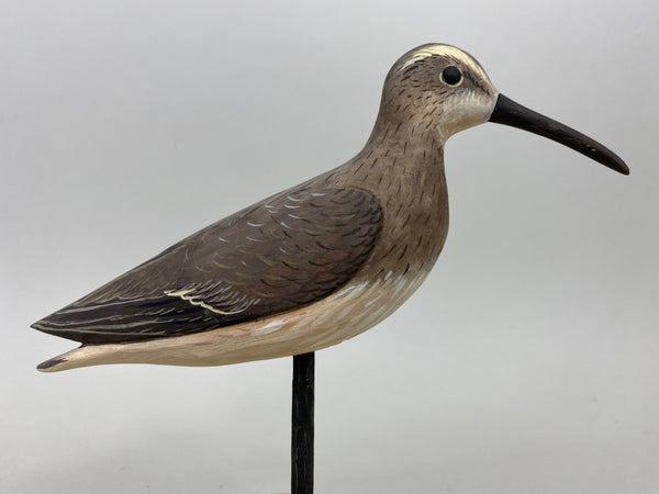 Anthony Hillman Winter Dunlin Shorebird (#7258)