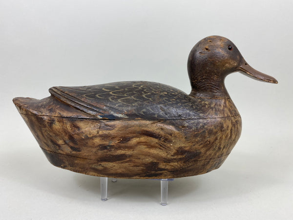 Milwaukee School Mallard Hen, From the Milwaukee Museum (#7262)