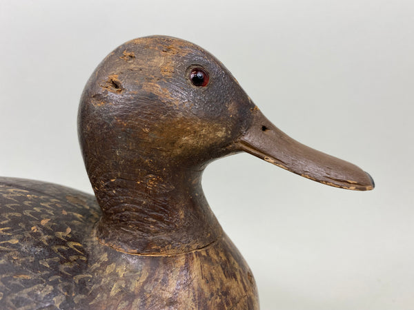 Milwaukee School Mallard Hen, From the Milwaukee Museum (#7262)
