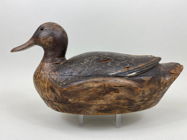 Milwaukee School Mallard Hen, From the Milwaukee Museum (#7262)