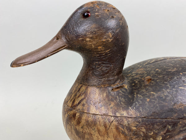 Milwaukee School Mallard Hen, From the Milwaukee Museum (#7262)