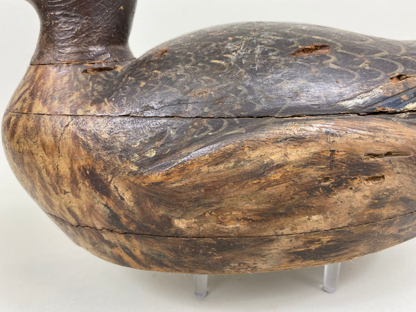Milwaukee School Mallard Hen, From the Milwaukee Museum (#7262)
