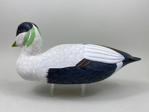 Tom Ferguson Common American Eider (#7280)