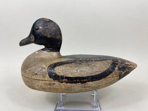 Unknown Goldeneye Drake (#7287)